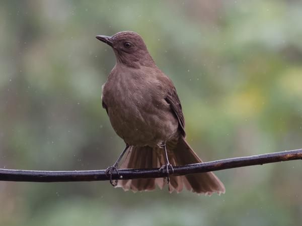 <h3><a href="/trips/costa-rica/biota/animalia/chordata/aves/040 passeriformes/107 turdidae/turdus plebejus/turdus plebejus-nl.html">Turdus&nbsp;plebejus</a> / Mountain&nbsp;thrush / Cabanis'&nbsp;lijster</h3>OM-1 met M.40-150mm F2.8 + MC-14, 1/2000 sec  bij F5.6, ISO 6400, afstand 3.66&nbsp;m